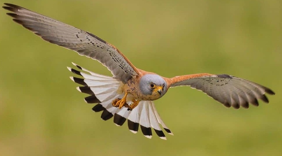 Un ejemplar de cernícalo primilla sobrevolando el municipio.