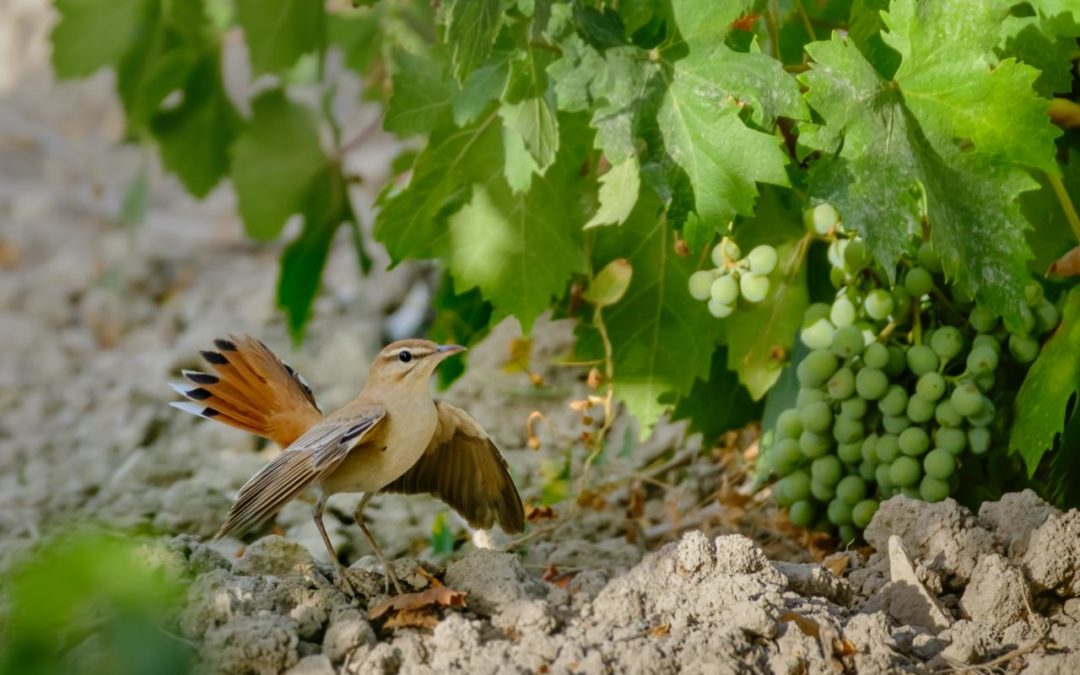 Montilla acoge la exposición fotográfica sobre nuestro Colitajara, ave del año 2022 por SEOBirdLife