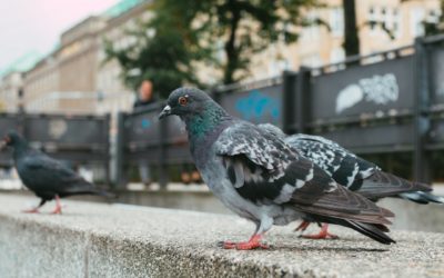 Medio Ambiente volará rapaces para reducir el número de palomas de cara a Semana Santa