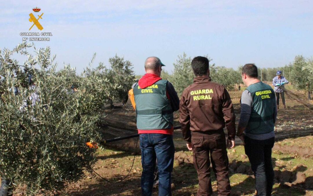 La Guardia Civil diseña un dispositivo de seguridad para evitar el robo de aceituna