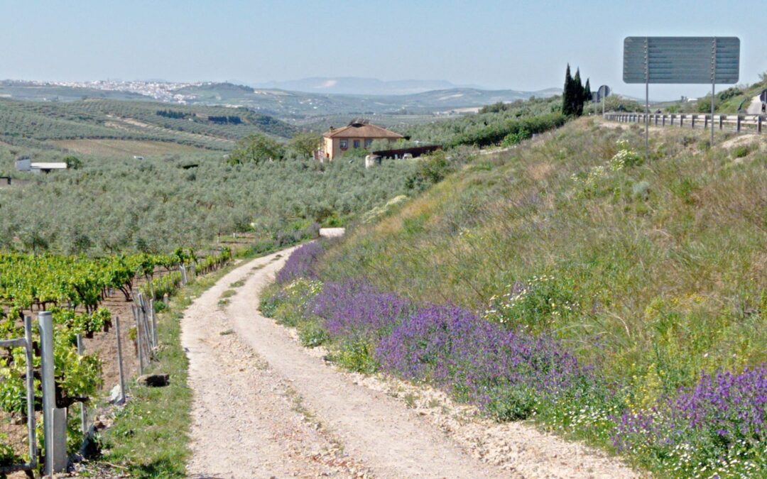 El Ayuntamiento de Montilla adjudica las obras de mejora del camino de la Cañada del Mimbre